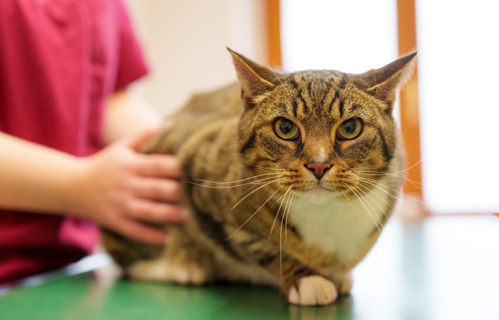 Allgemeiner Sicherheitscheck Katzen