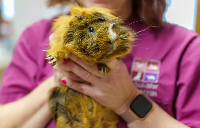 Diagnose einer Zahnbehandlung Heimtiere