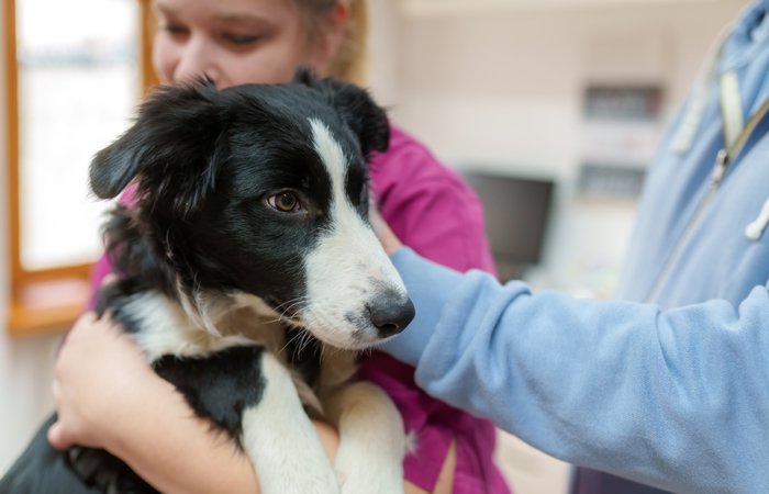 EKG Blutdruckmessung Hunde