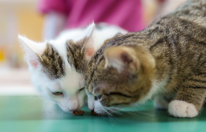 Ernährungsberatung Katzen