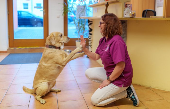 Neuanschaffung eines Hundes