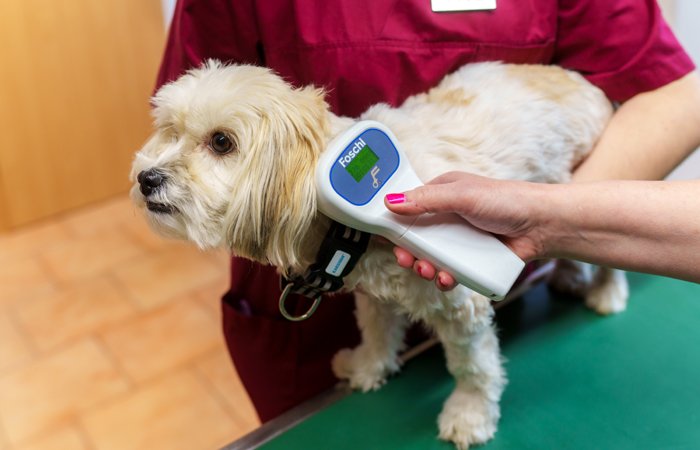 Tierarztpraxis Pankow Hunde Heimtierausweis