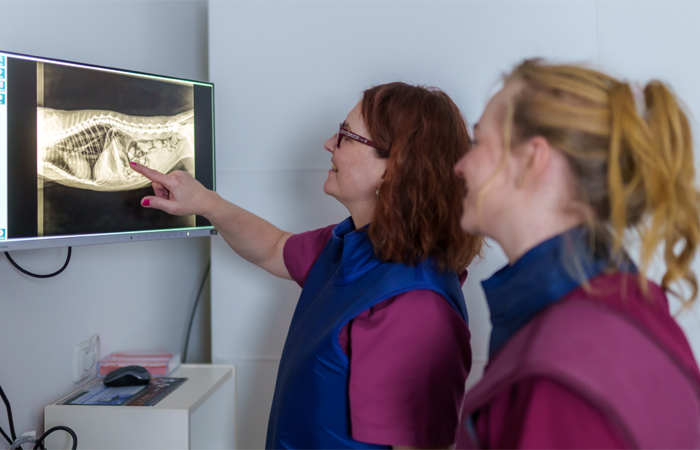 Tierarztpraxis Wilhelmsruh Digitales Röntgen