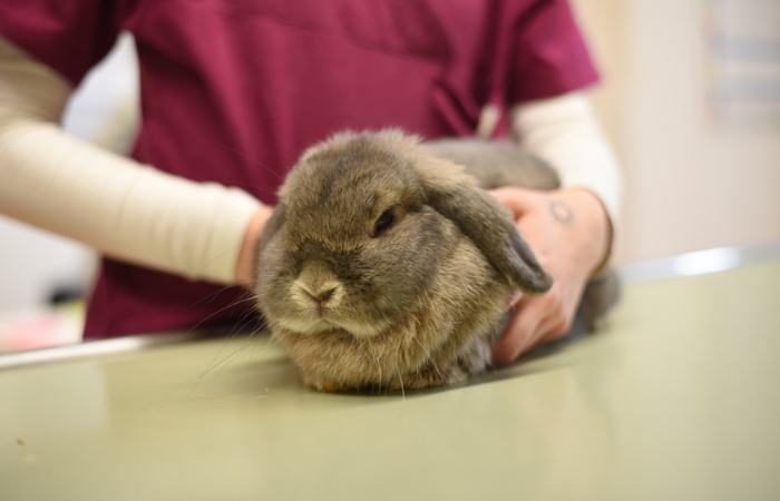 Untersuchungen Heimtiere