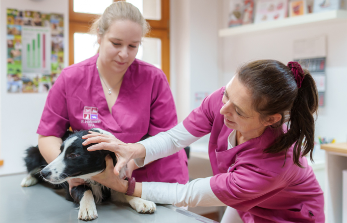 Vorsorge für Hundebesitzer