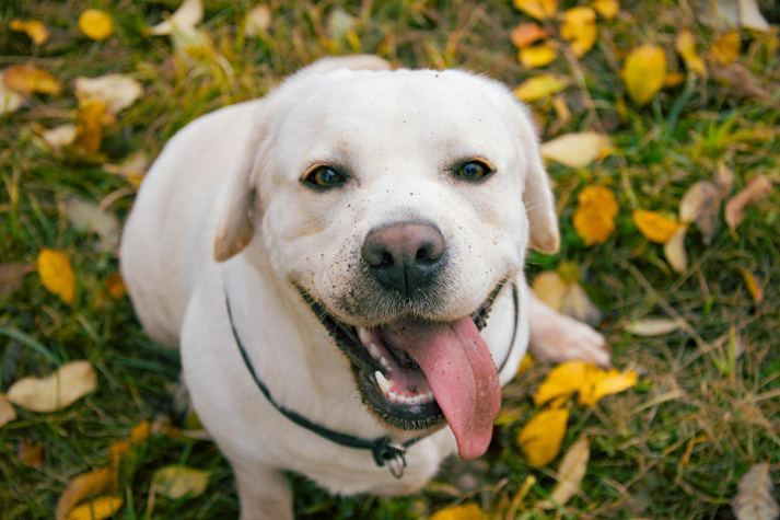 Wenn Hunde Walnüsse fressen