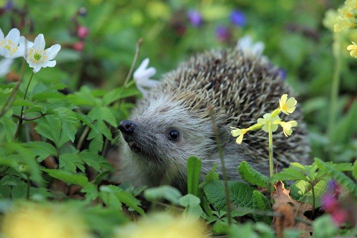 Wildtier Igel